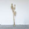 Vaas met pampas pluimen XL