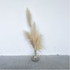 Vaas met pampas pluimen 