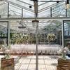 Witte Tiffany stoel huren