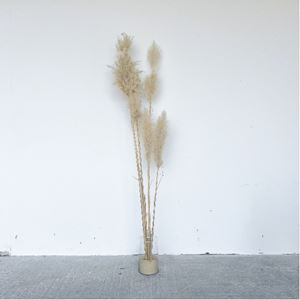 Vaas met pampas pluimen XL