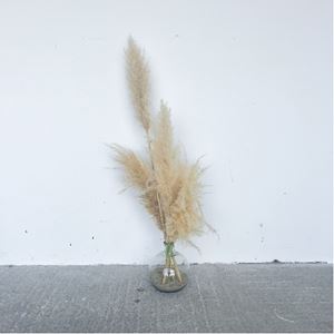 Vaas met pampas pluimen 