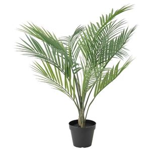 Goudpalm - klein