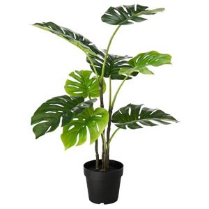 Monstera
