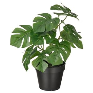 Monstera - klein