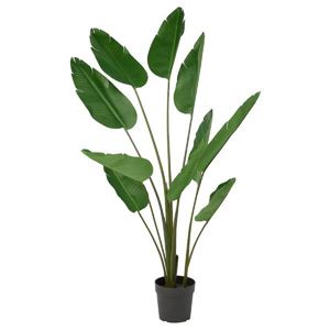 Strelitzia